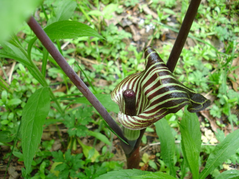 Arisaema triphyllum